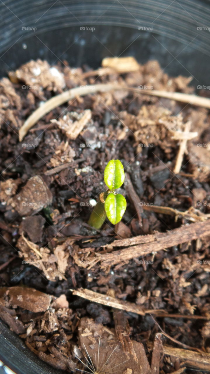seedling