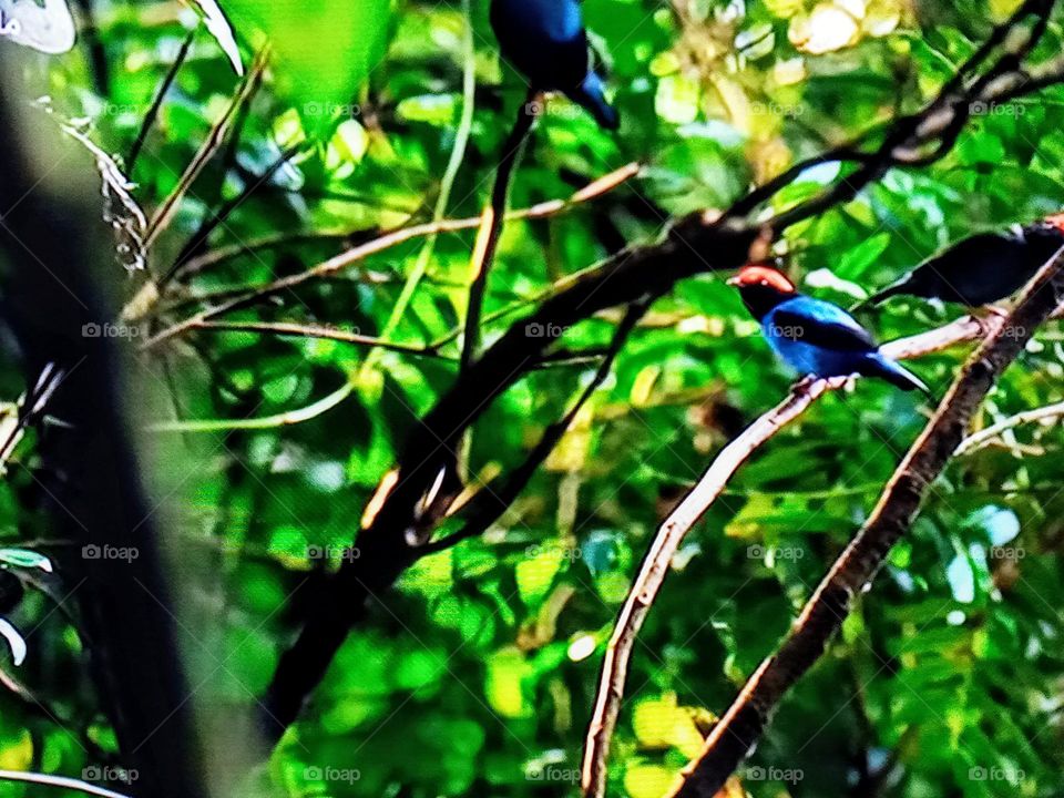 birds between branch