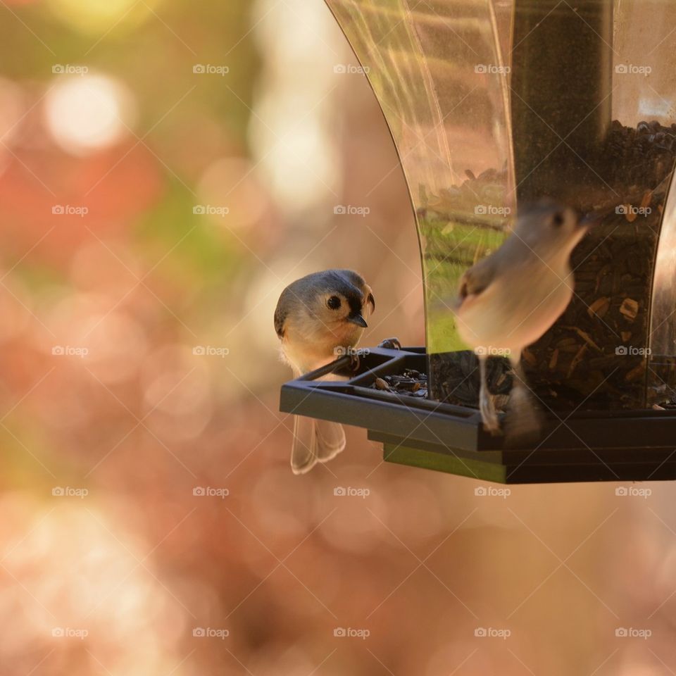 Tufted Titmouse Birds