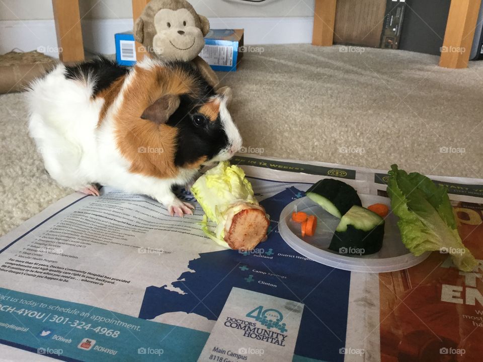 Sammy loves his salad 
