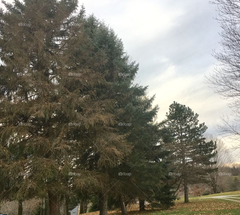 Christmas Trees through the Years