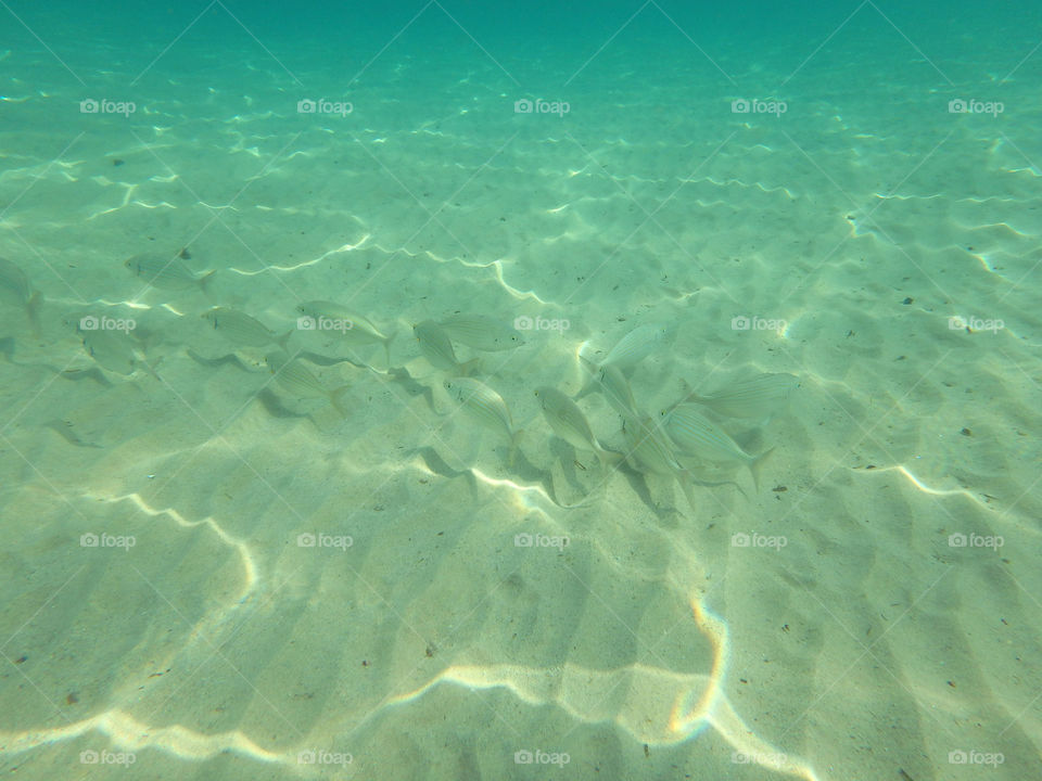 Underwater view. underwater view of the sea life