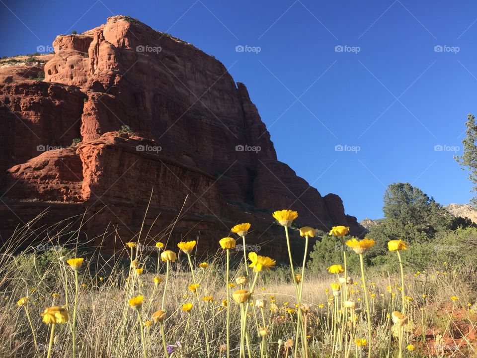 Red rock and yellow flowers