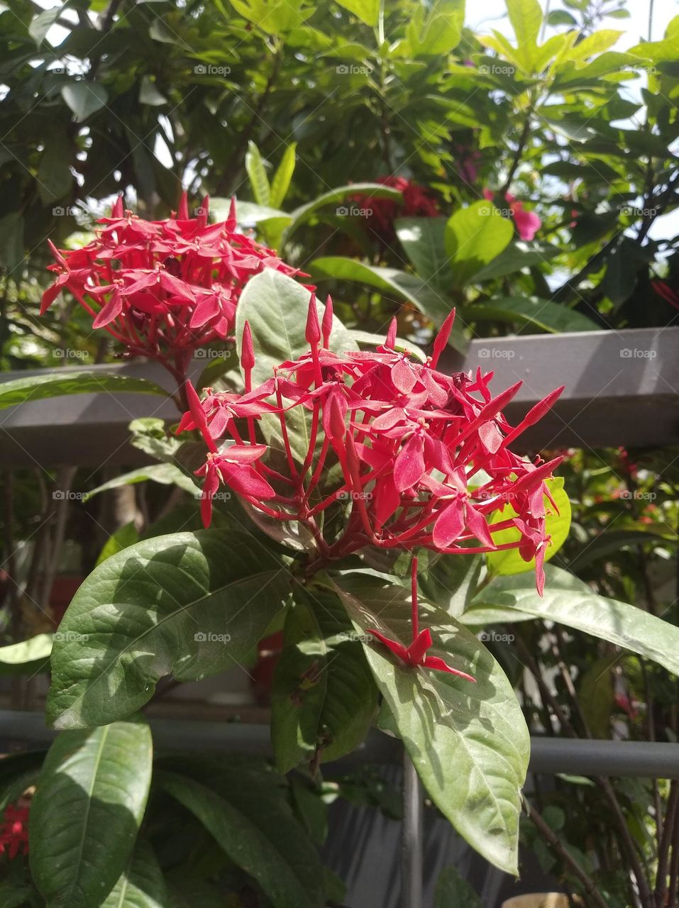 bunch of red flower seasonal fresh shurb small size looks very beautiful generally found everywhere seasonal