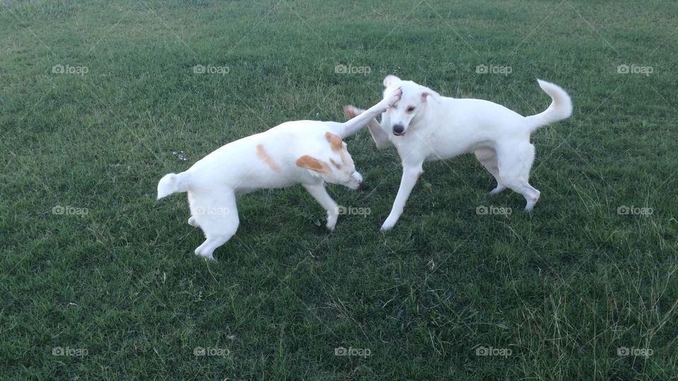 Two white dogs play fighting 
