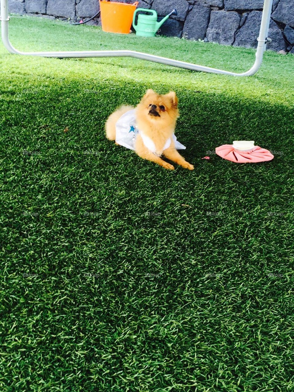 Lovly puppy Pomeranian 