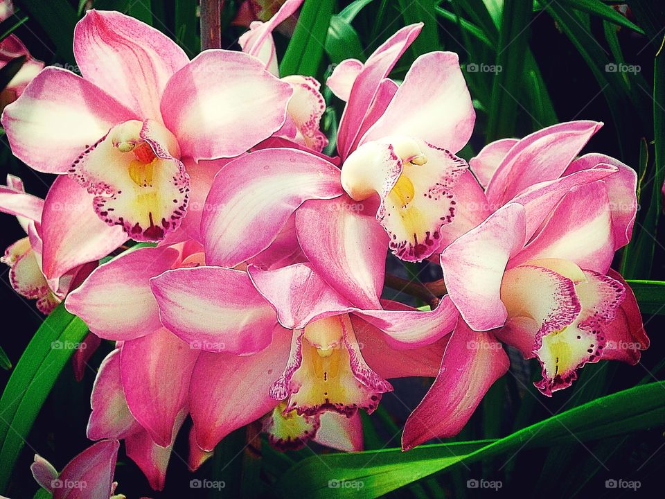 Orchids 