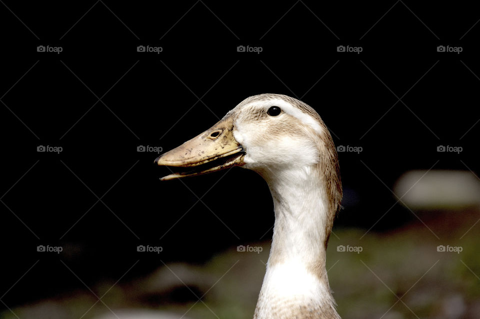 Close-up of duck
