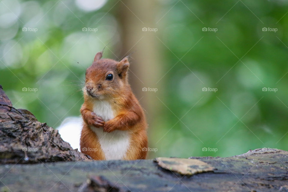 Little red squirrel