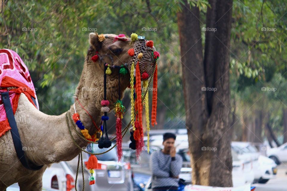 Indian urban Camel . 