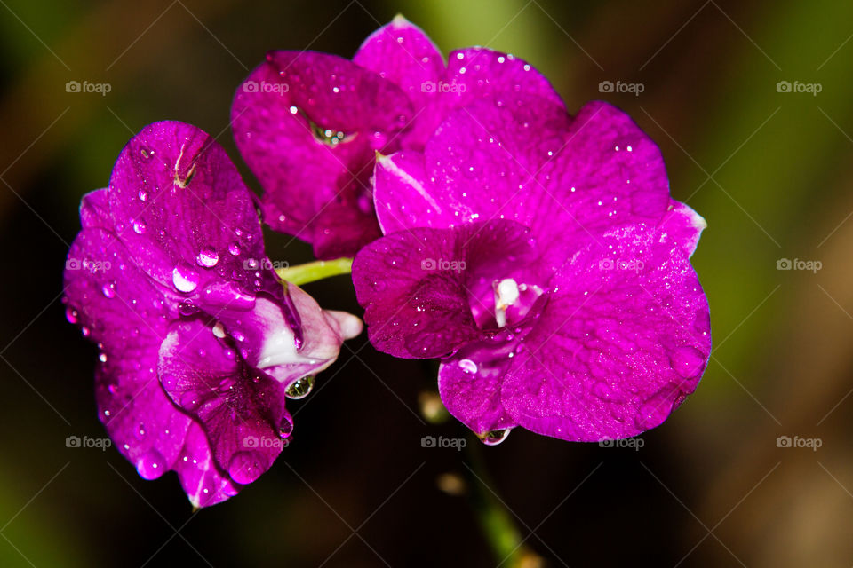 Orchid in raining