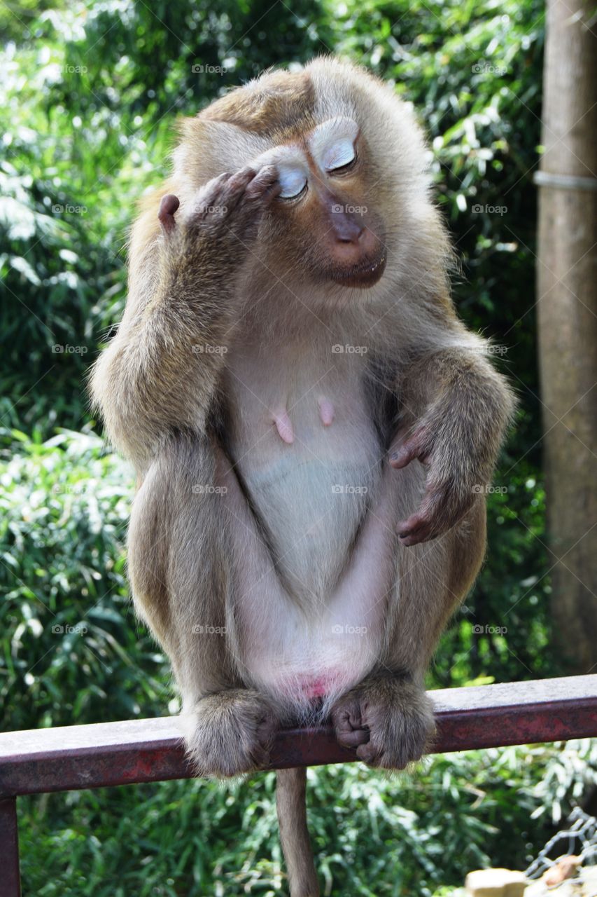 Monkey in national park in Thailand 