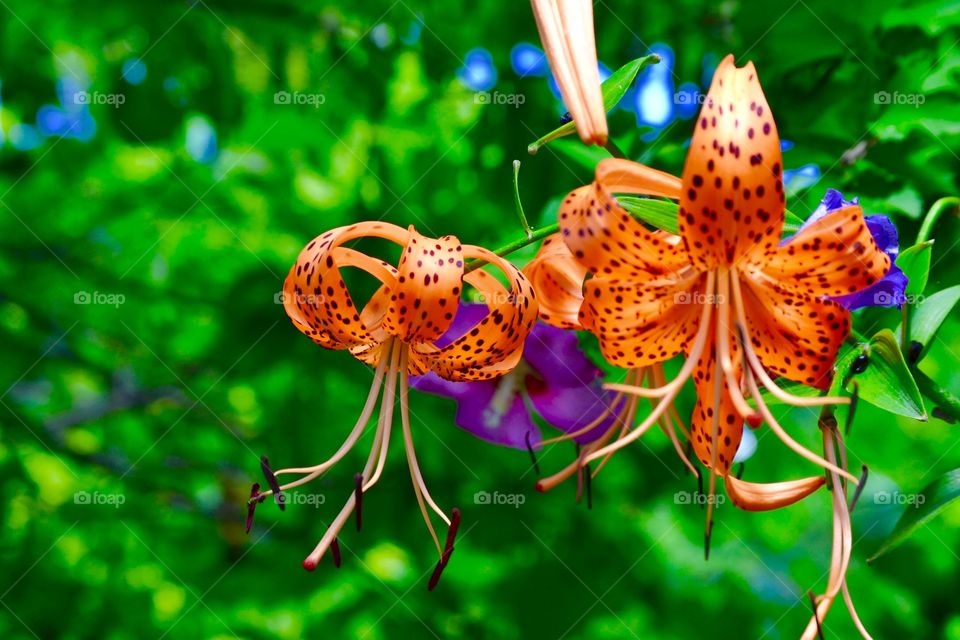 Beautiful spring flowers