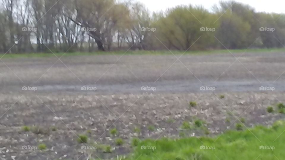 Landscape, Nature, No Person, Tree, Grass