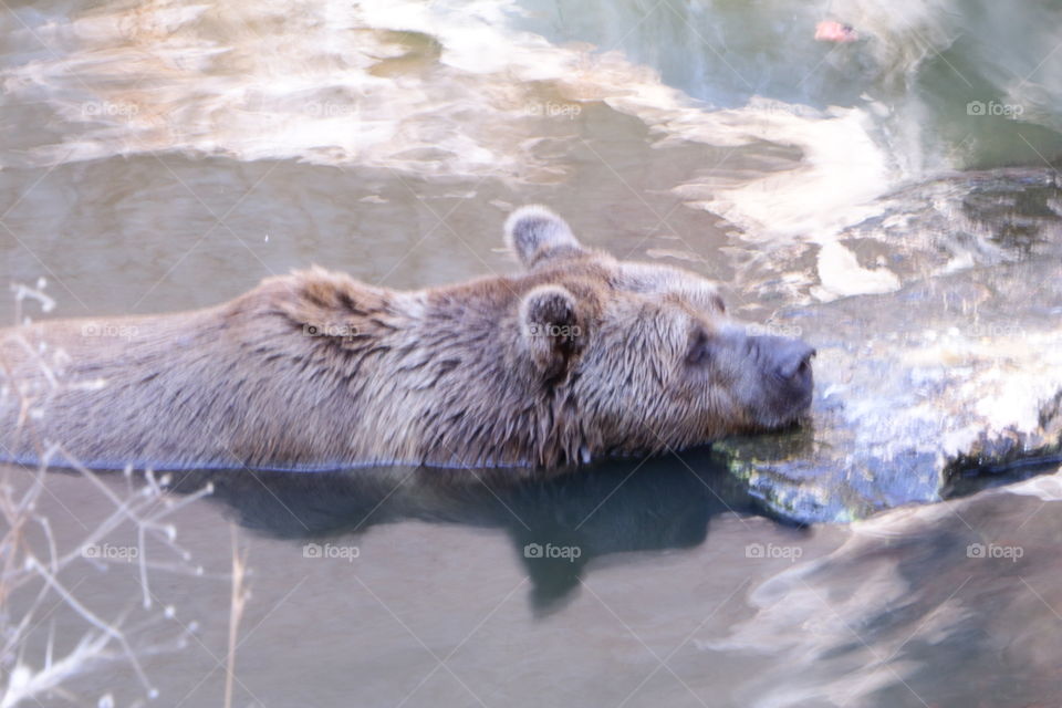 Here is cute bear relaxing at the water in the zoo of Haifa .