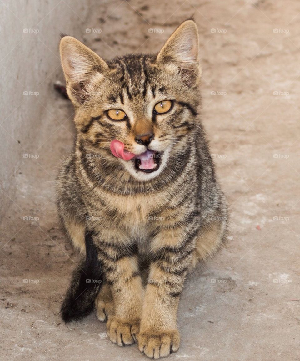 Cat licking face