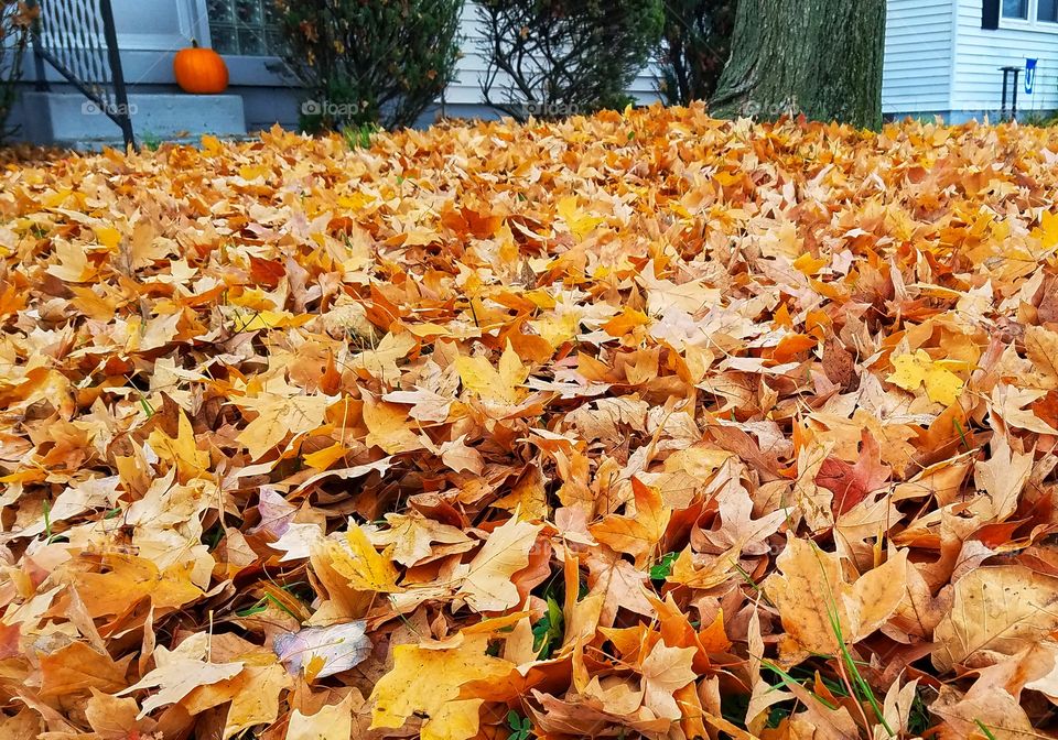 falling leaves filling the yard