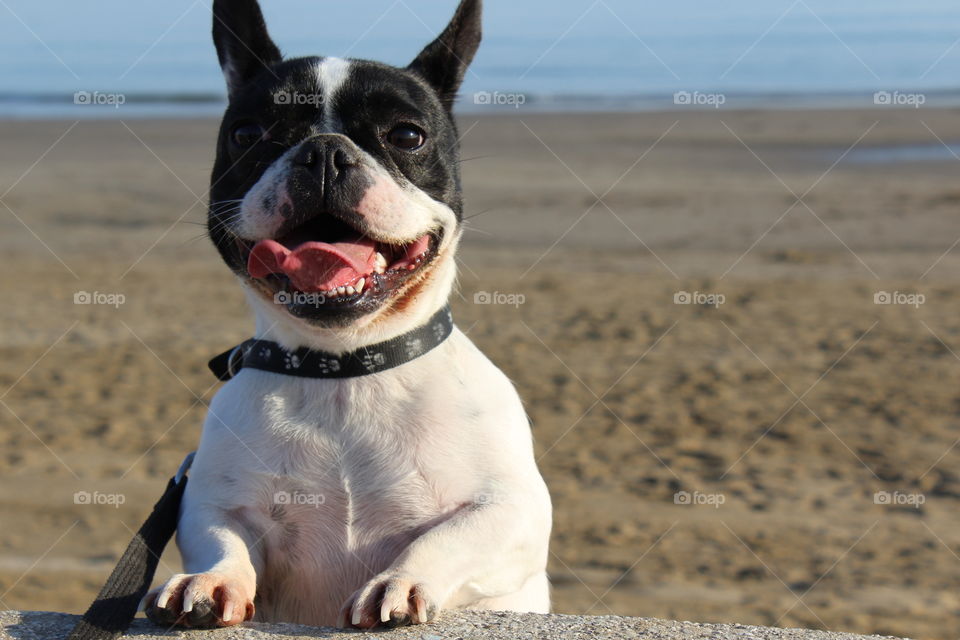 happy frenchie