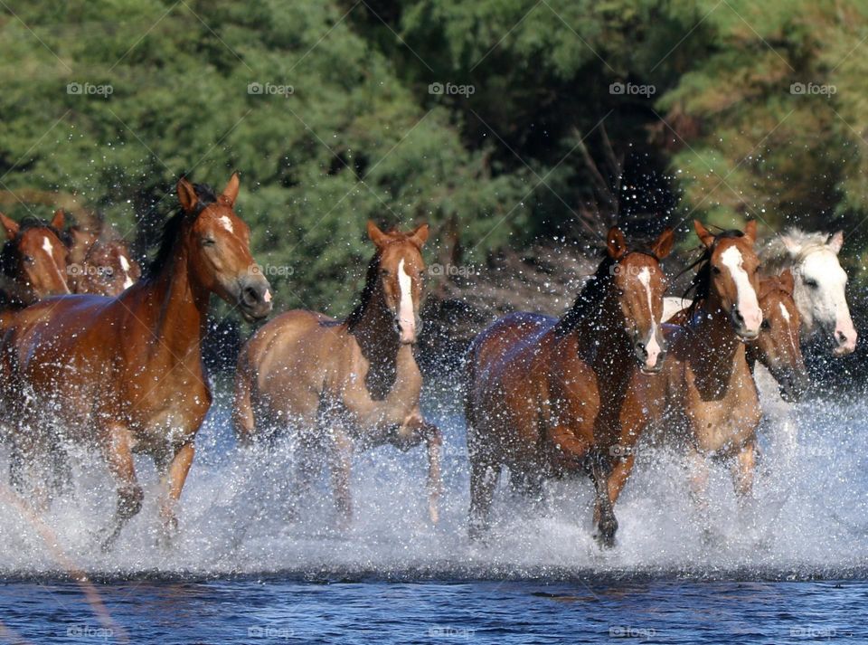 Wild Horses Running to Shore