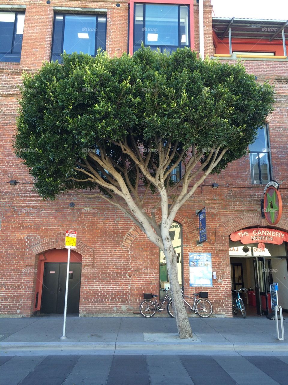 Tree in San Francisco 