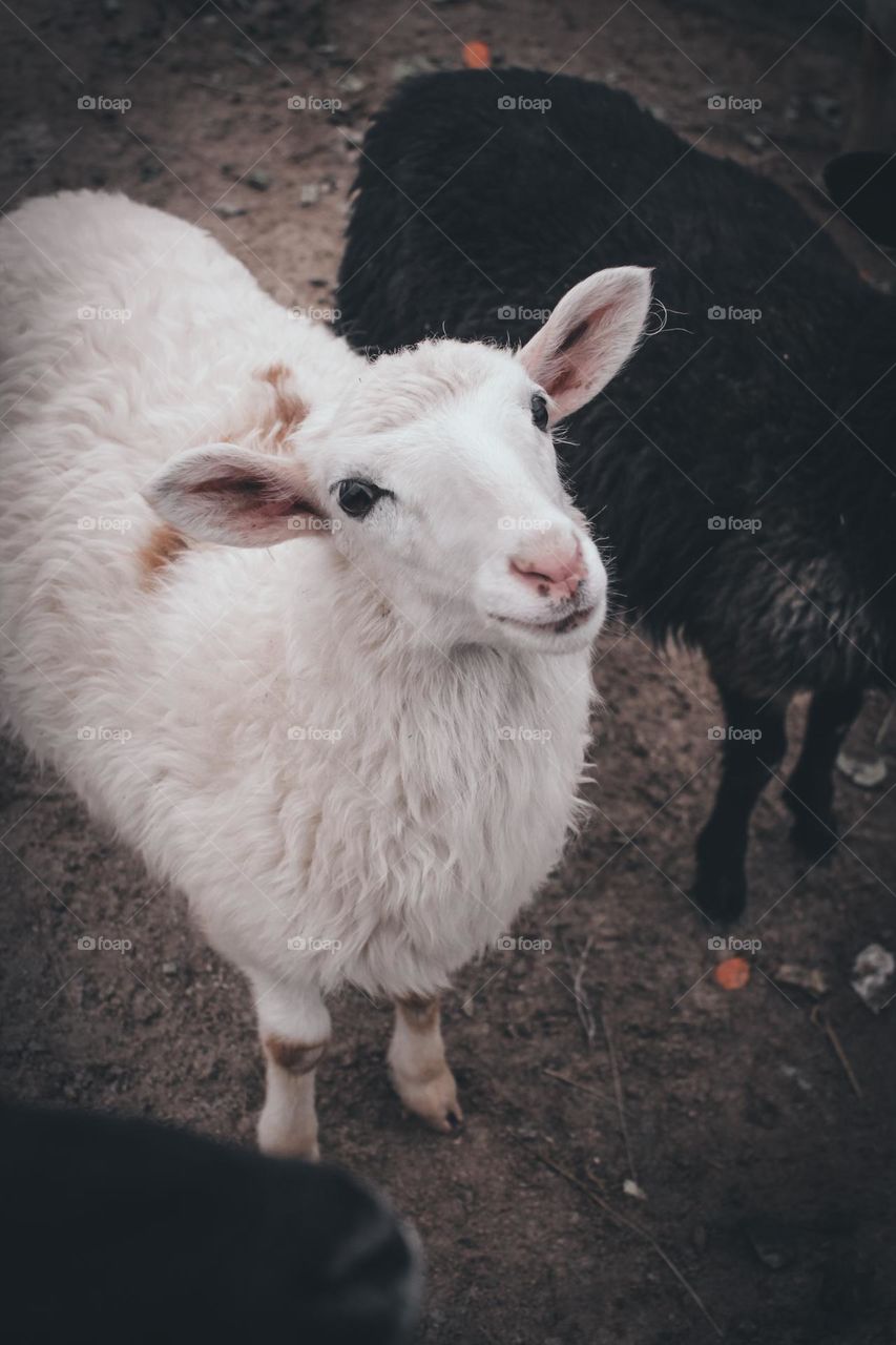 The cutest lamb