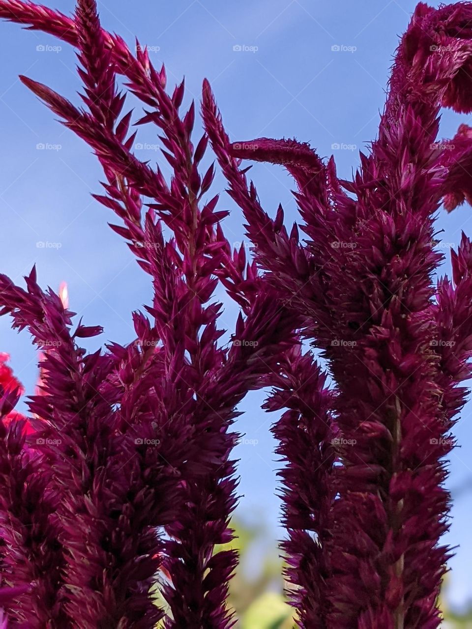 Celosia cristata