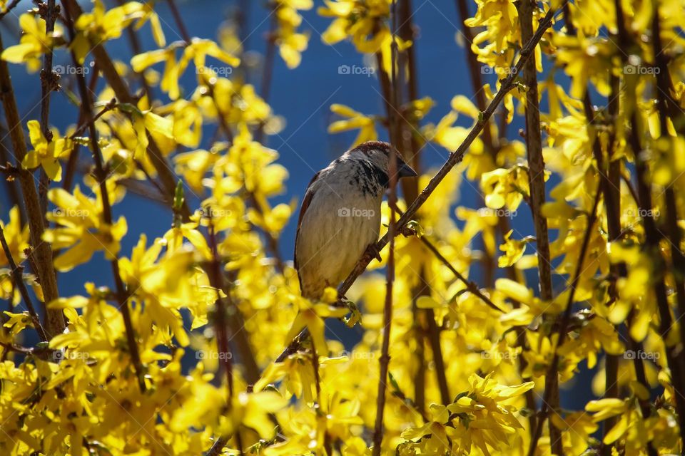 Sparrow bird is on the yellow blooming tree