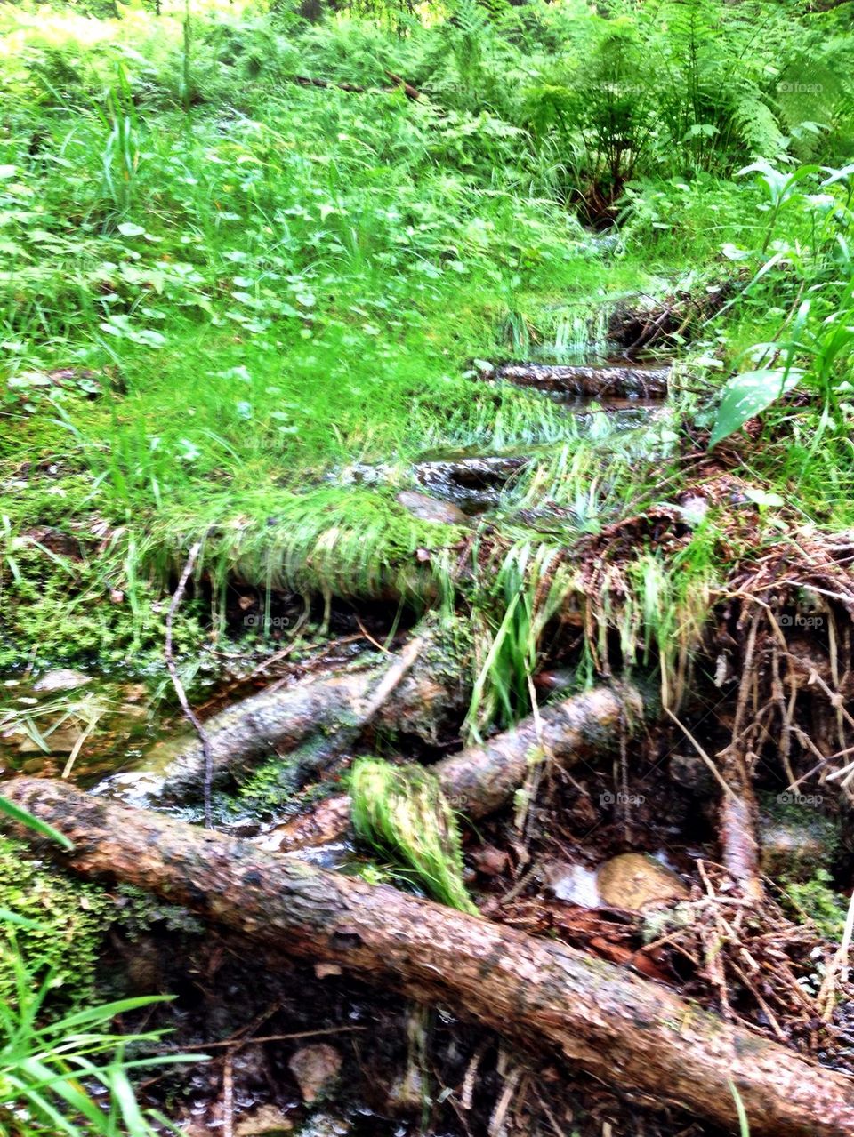 A purling small water stream 