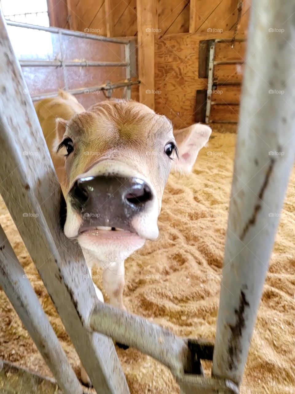 Adorable Calf with Little Teeth Showing