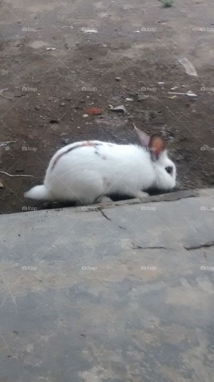 kelinci lagi mencari makan
