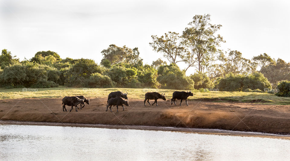 herd of buffalos in the early morning in Tanzania