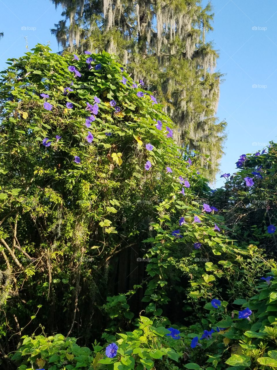 flowers