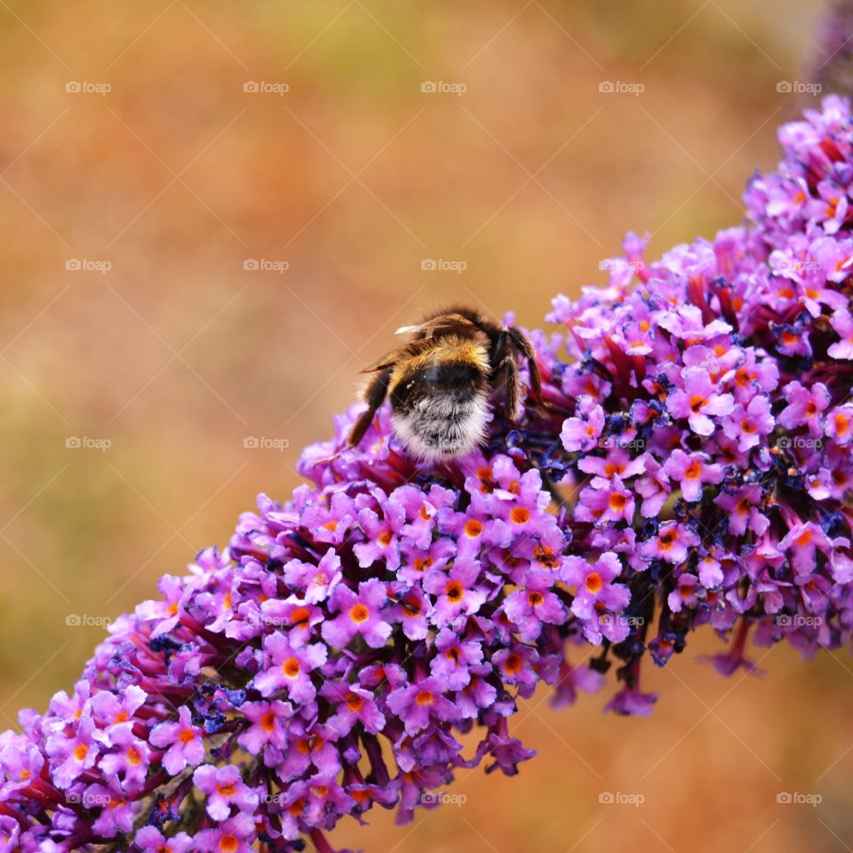 Bumblebee collecting