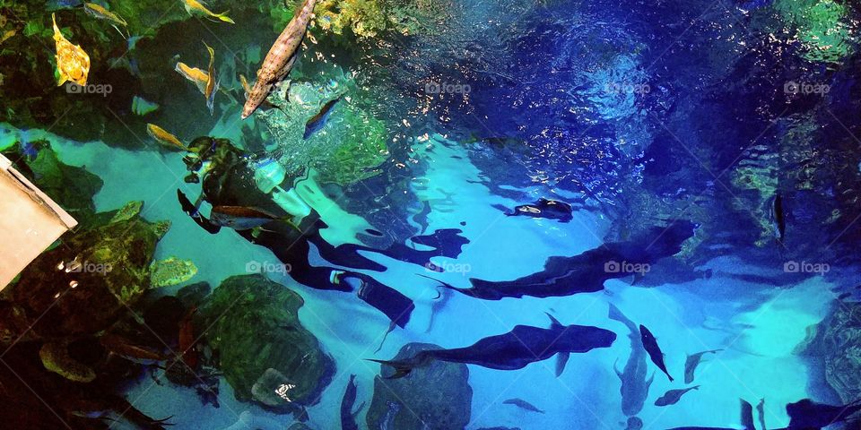 Large tank at Boston Aquarium