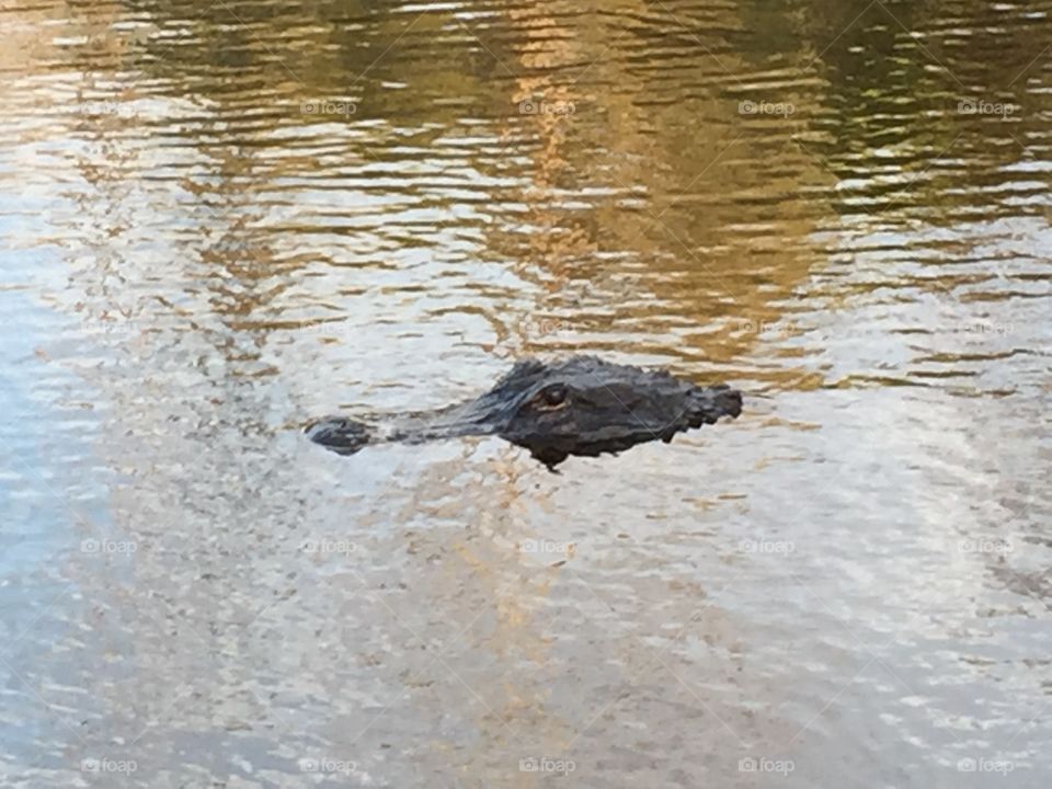 Alligator