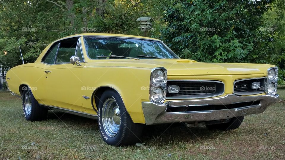 Yellow GTO