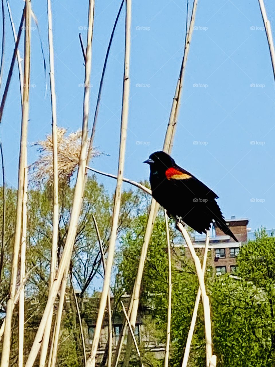 Red-winged blackbird in Central Park 