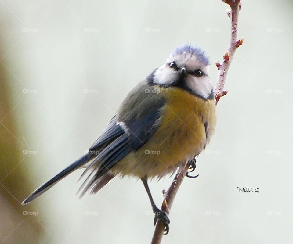 Bluetit