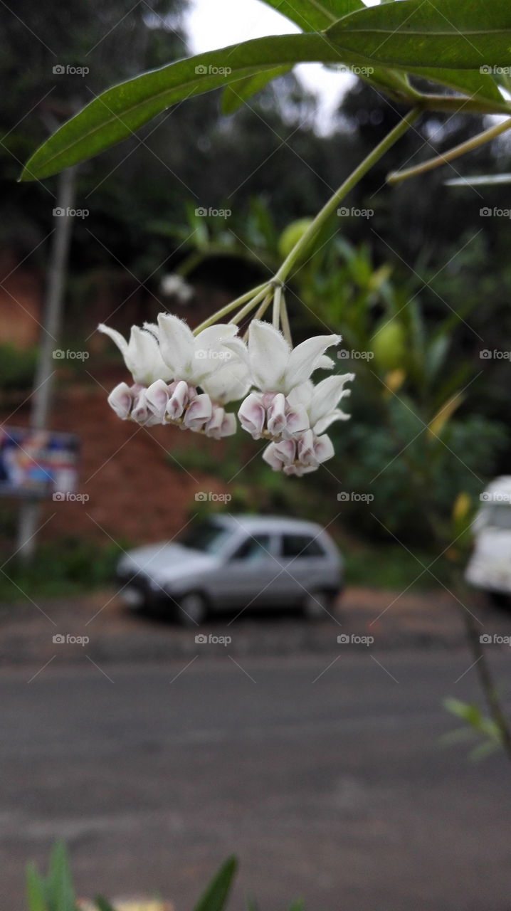 Tiny white blooms