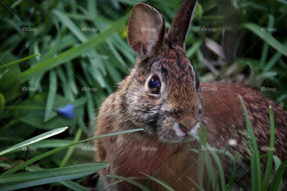 Cute wild bunny