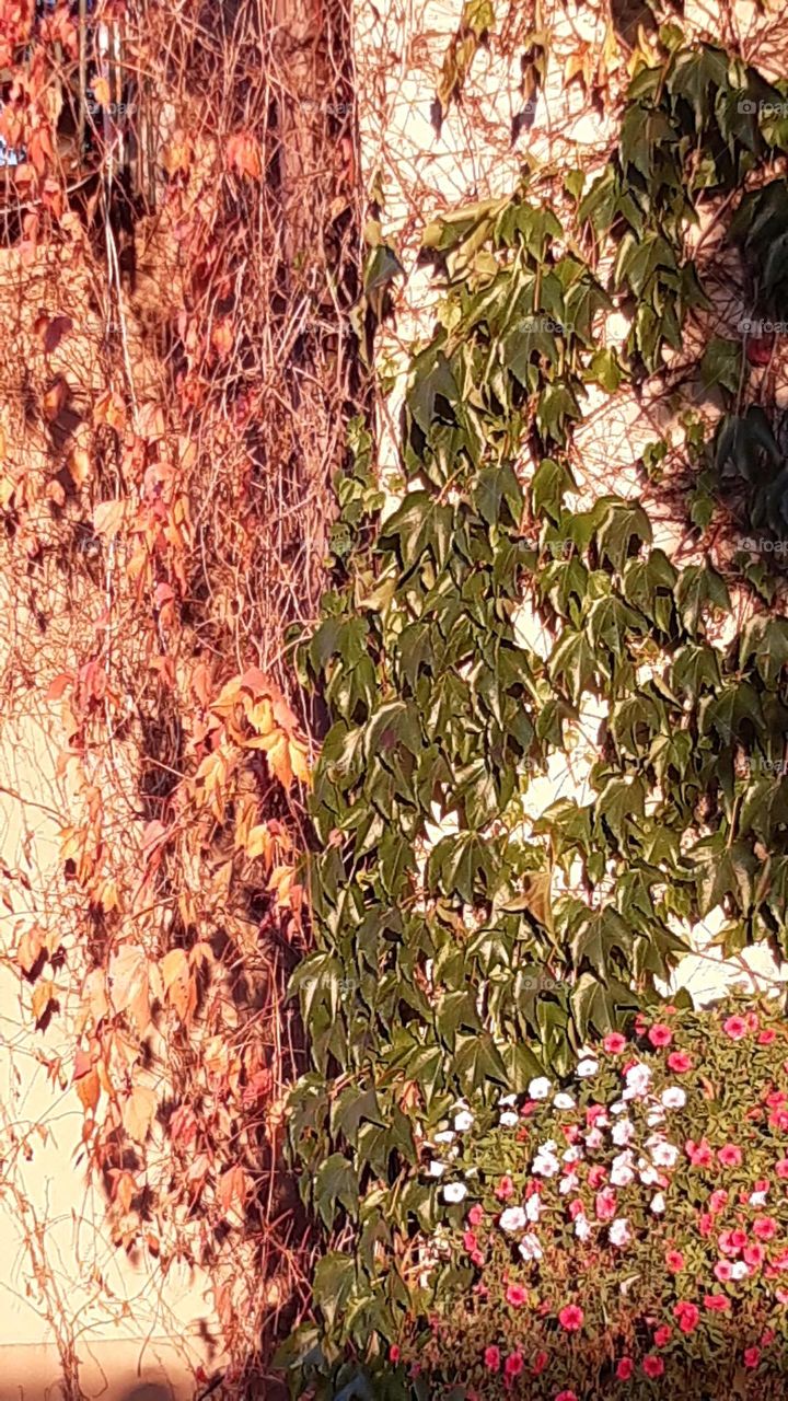 wild wine on the sun, red and green, on the house