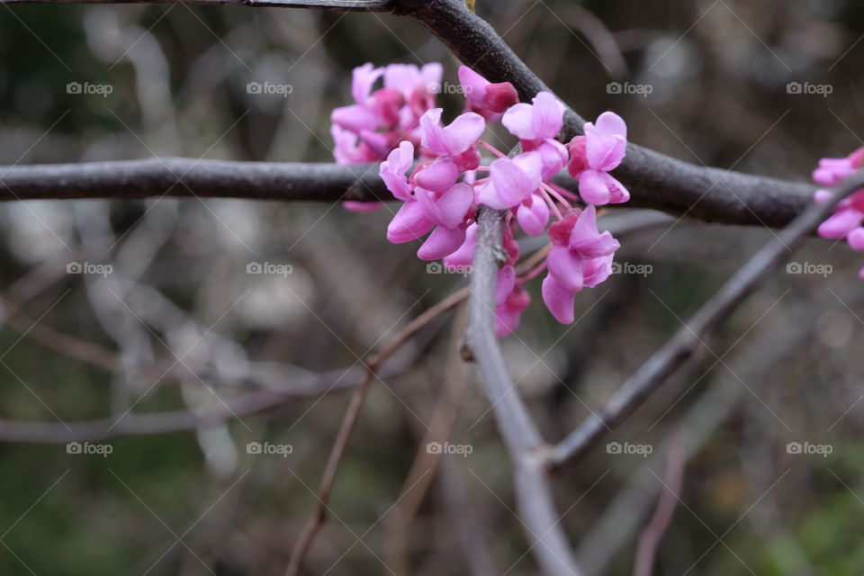 Spring blooms