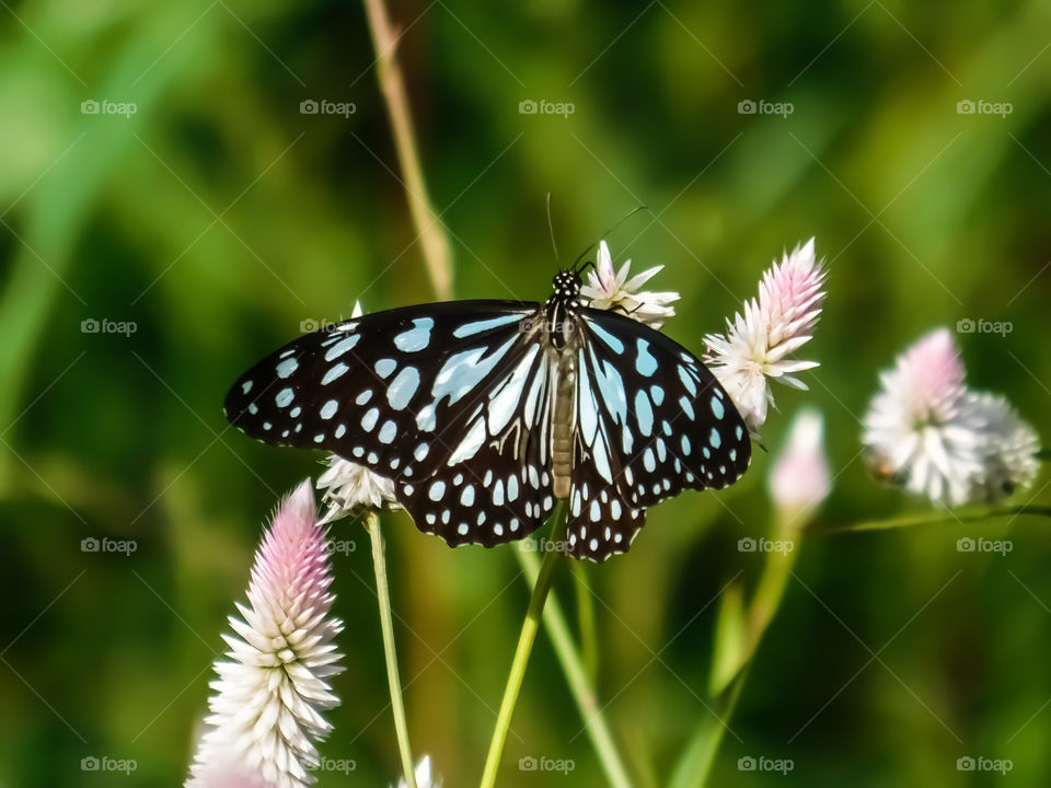 Black coloured white spotted Butterfly on Celosia flower. Colourful beauty of a winged spread butterfly on a nectar filled Celosia flower .The sleek segmented black white spotted design on the wings display.
