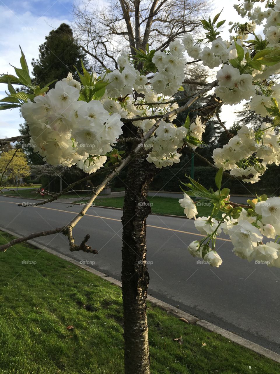 Miniature tree in bloom