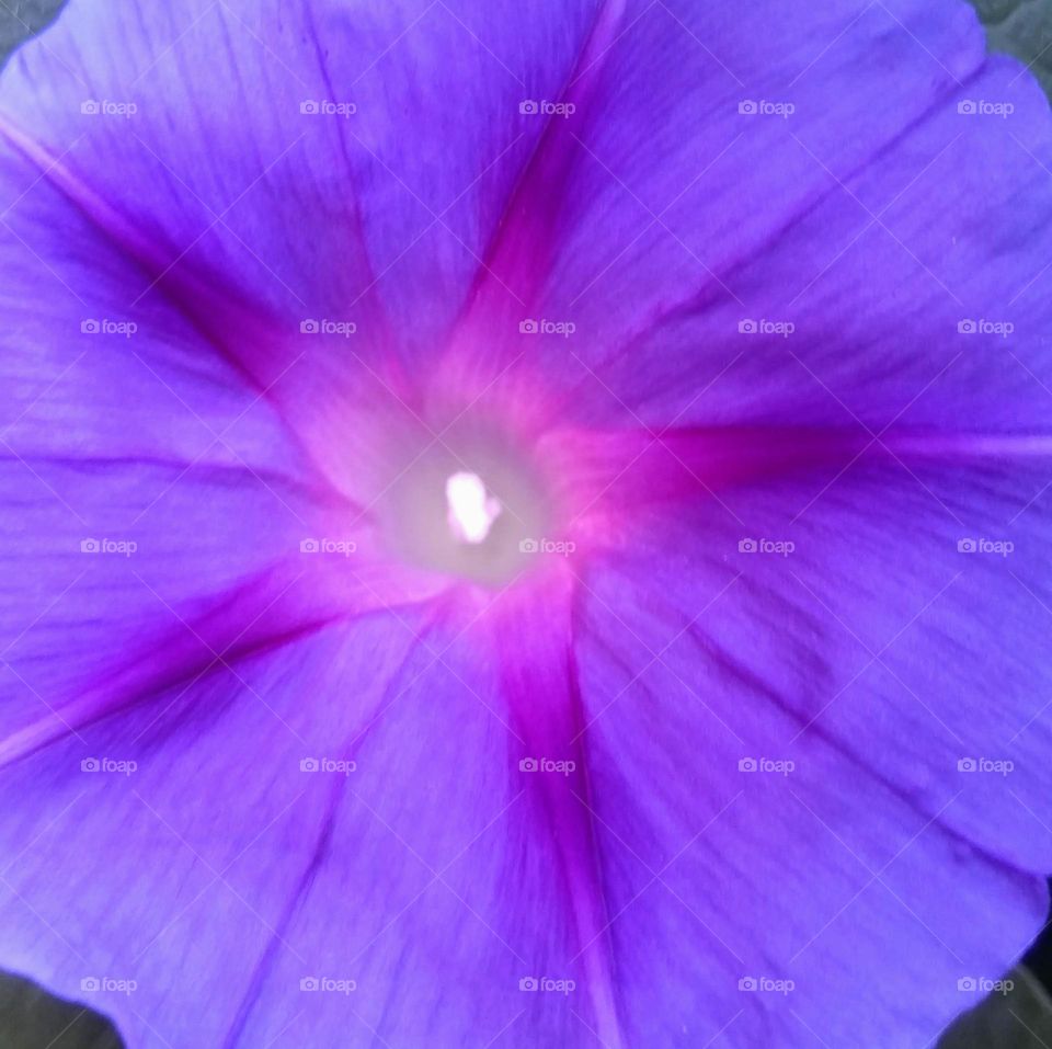 purple flower