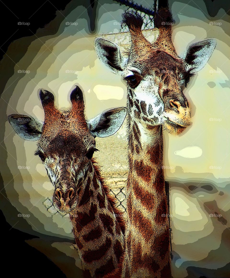 Two heads are better than one, two giraffes standing close, not what it seems, confusing photography, playing tricks with the eyes 