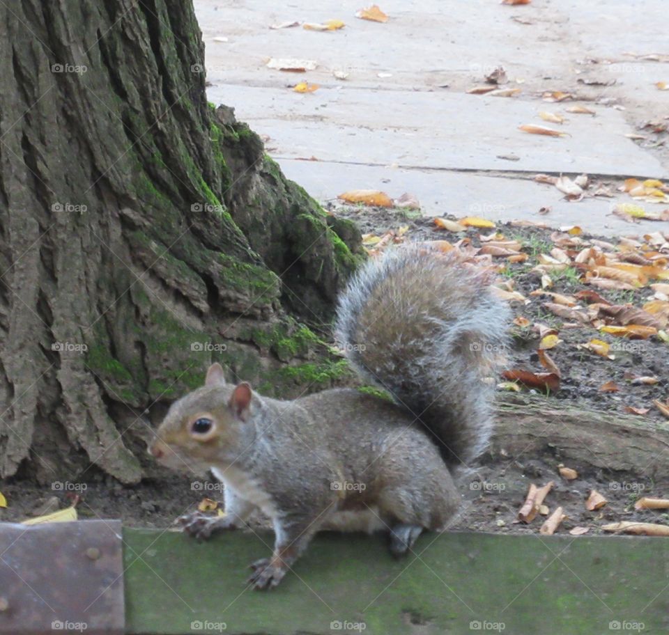 Grey Squirrel sat on wooden fence