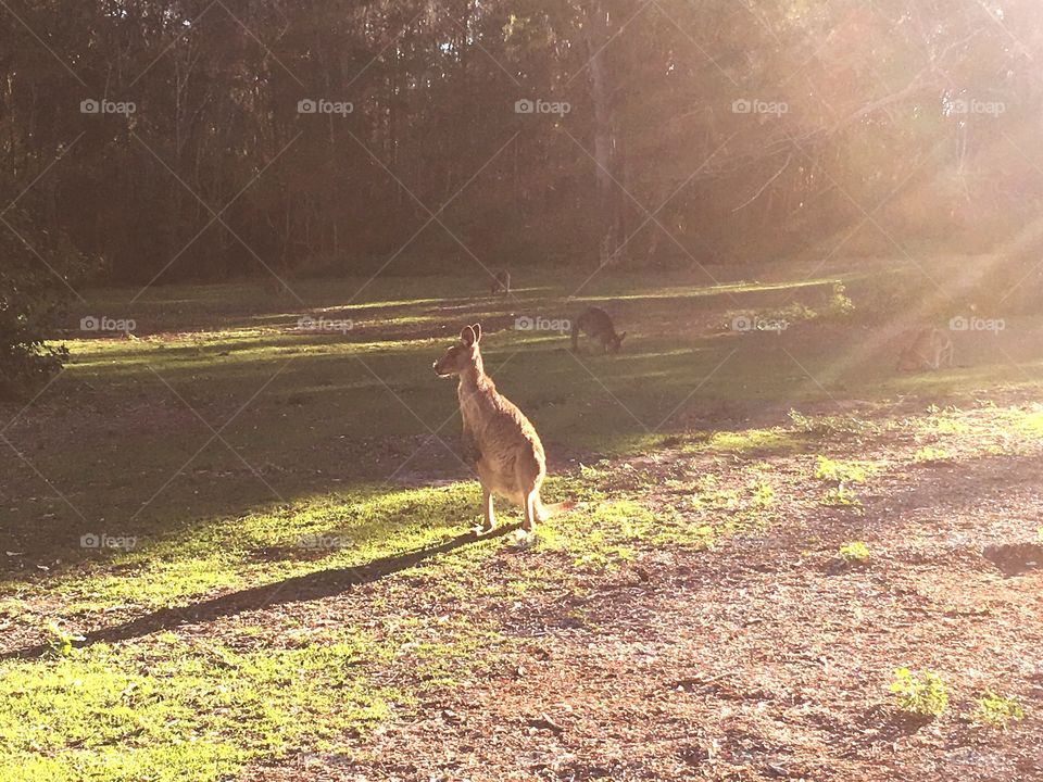 Kangaroo wild nature