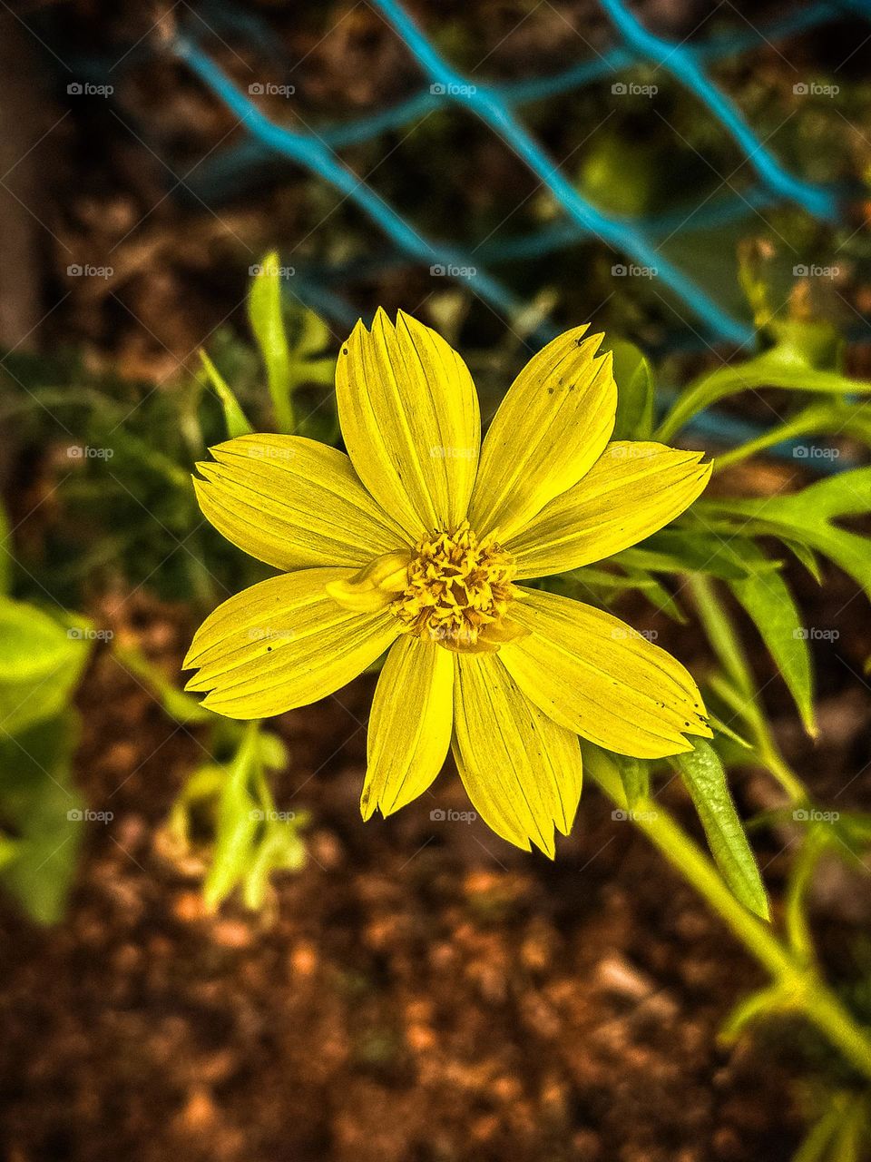 Sulphur Cosmos Flower