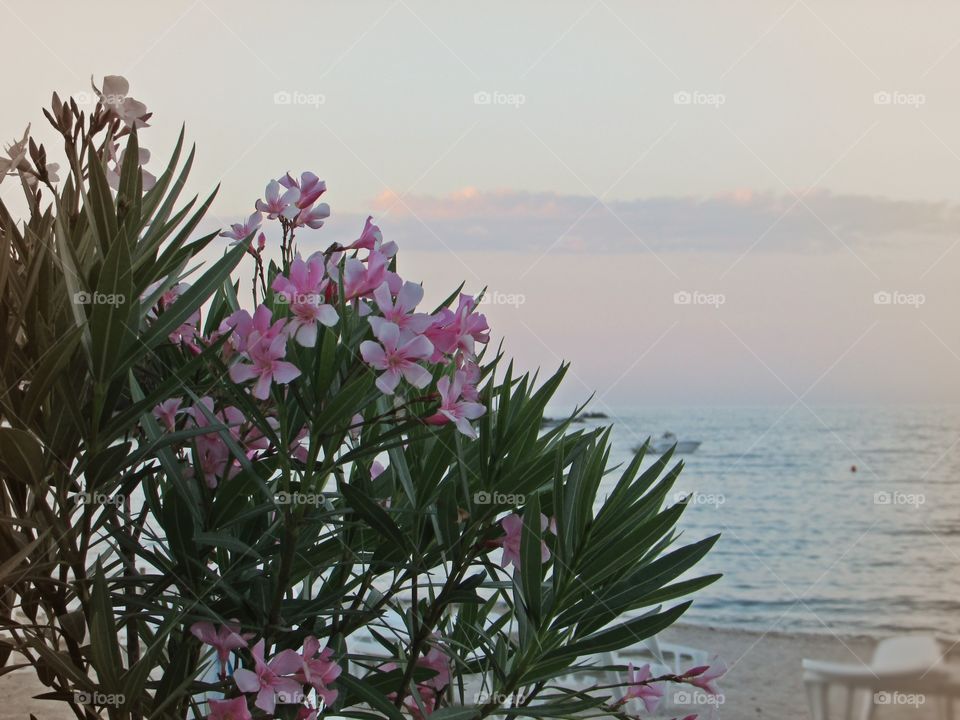 Flowers on the beach